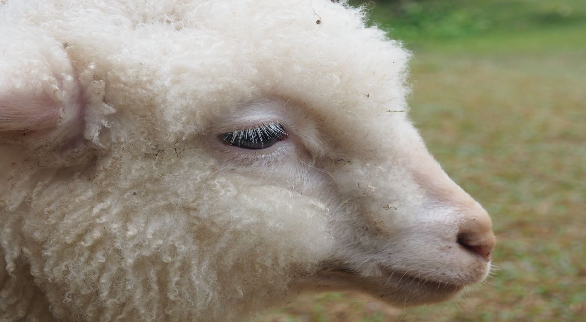 Perfil direito de ovelha jovem com inchaço na mandíbula, a chamada papeira
