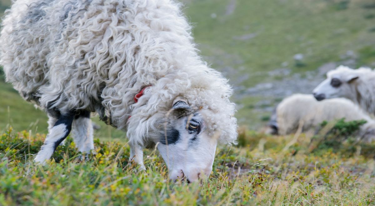 À frente, ovelha pastando em campo aberto. Ao fundo, outras duas ovelhas.