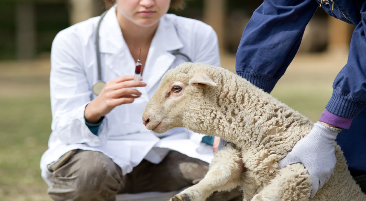 À frente, pessoa segurando ovelha para aplicação de medicamento. Ao fundo, pessoa com jaleco branco prostrada, segurando seringa com conteúdo de cor vermelha