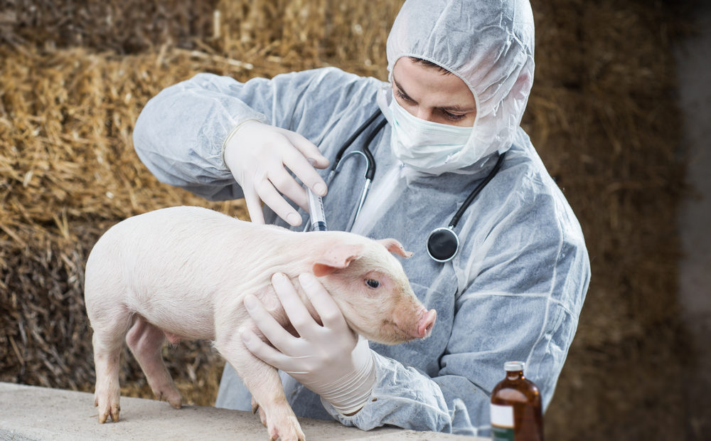 Vacinas para suínos: conheça as principais e os cuidados necessários
