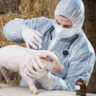 Vacinas para suínos: conheça as principais e os cuidados necessários