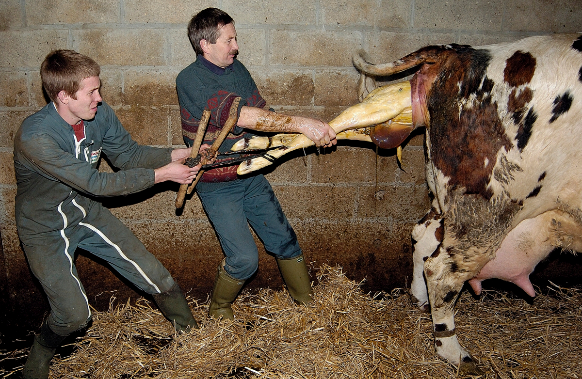 Vaca em trabalho de parto com duas pessoas realizando tração forçada para auxiliar na expulsão do bezerro.