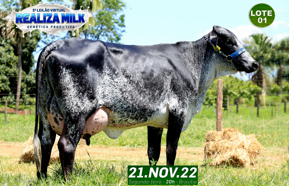Vaca da raça Girolando, fêmea destaque no leilão Realiza Milk