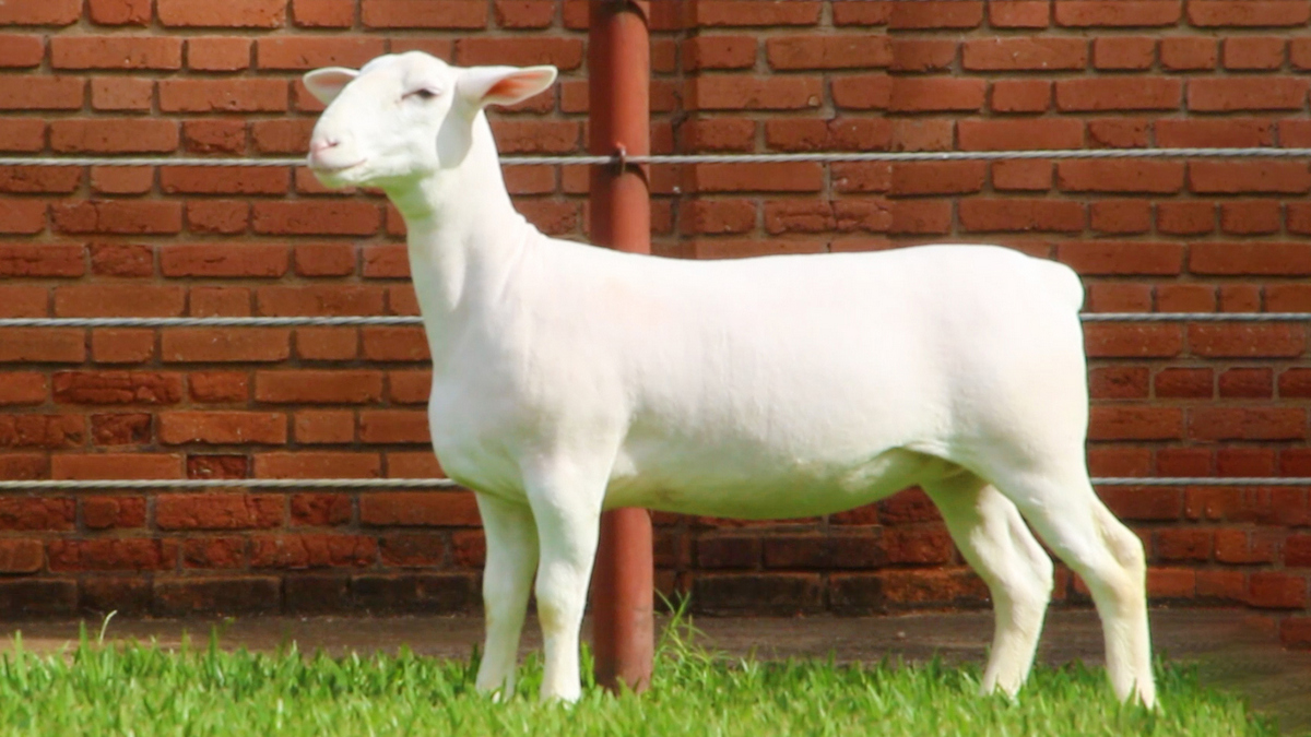 Fêmea da raça White Dorper. A ovelha é inteiramente branca e está posicionada lateralmente na foto. ao fundo, parede de tijolos.