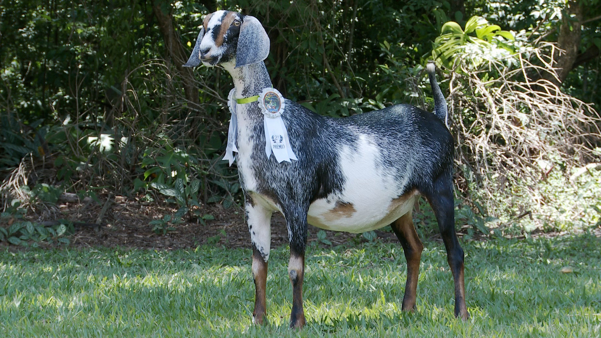 Fêmea Ione que é ofertada no leilão Ango-Nubiana. A cabra possui colorações branca, preta e marrom e está posicionada lateralmente. Ao fundo, vegetação.