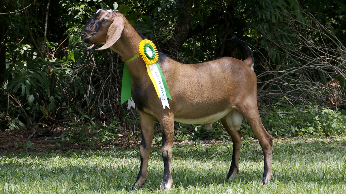 Fêmea Janina, destaque no Leilão Porto Reserva. Possui coloração predominantemente marrom e apresenta faixa ao redor do pescoço com a informação "campeã". Ao fundo, vegetação.