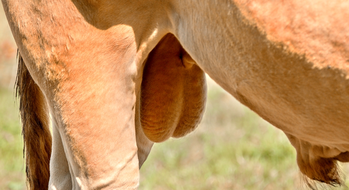 Foto aproximada da bolsa escrotal de macho bovino.
