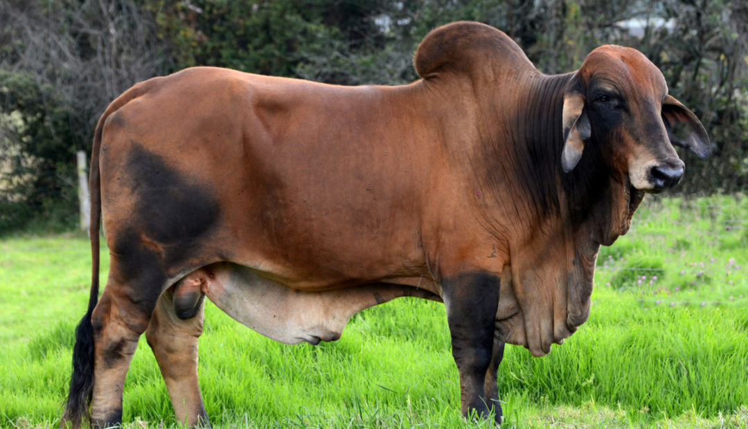 Castração de bovinos: confira os principais cuidados