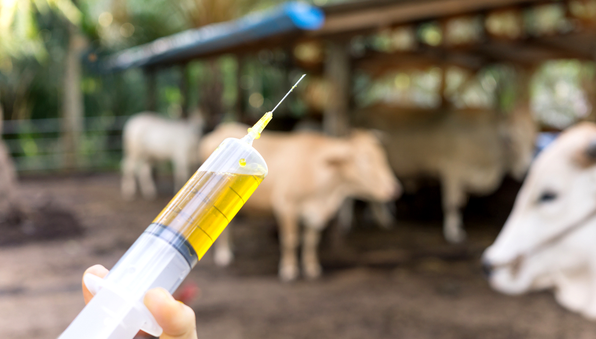 Seringa com conteúdo amarelo para aplicação de vacinas em bovinos. Ao fundo, bovinos desfocados.