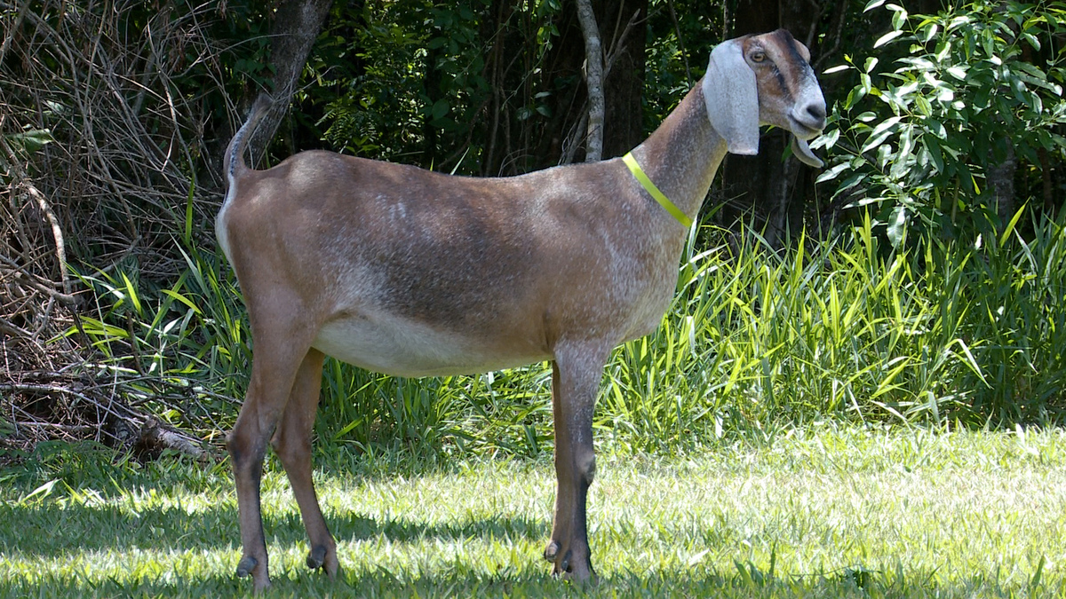 Cabra Vivi que será ofertada no leilão Anglo-Nubiana. A Cabra está posicionada lateralmente, possuindo coloração amarronzada e orelhas e focinho claros. Possui faixa verde ao redor do pescoço. Ao fundo, vegetação.