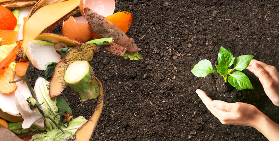 Mãos ao redor de muda plantada em terra e, ao lado, compostos orgânicos (cascas de vegetais, ovos e frutas).