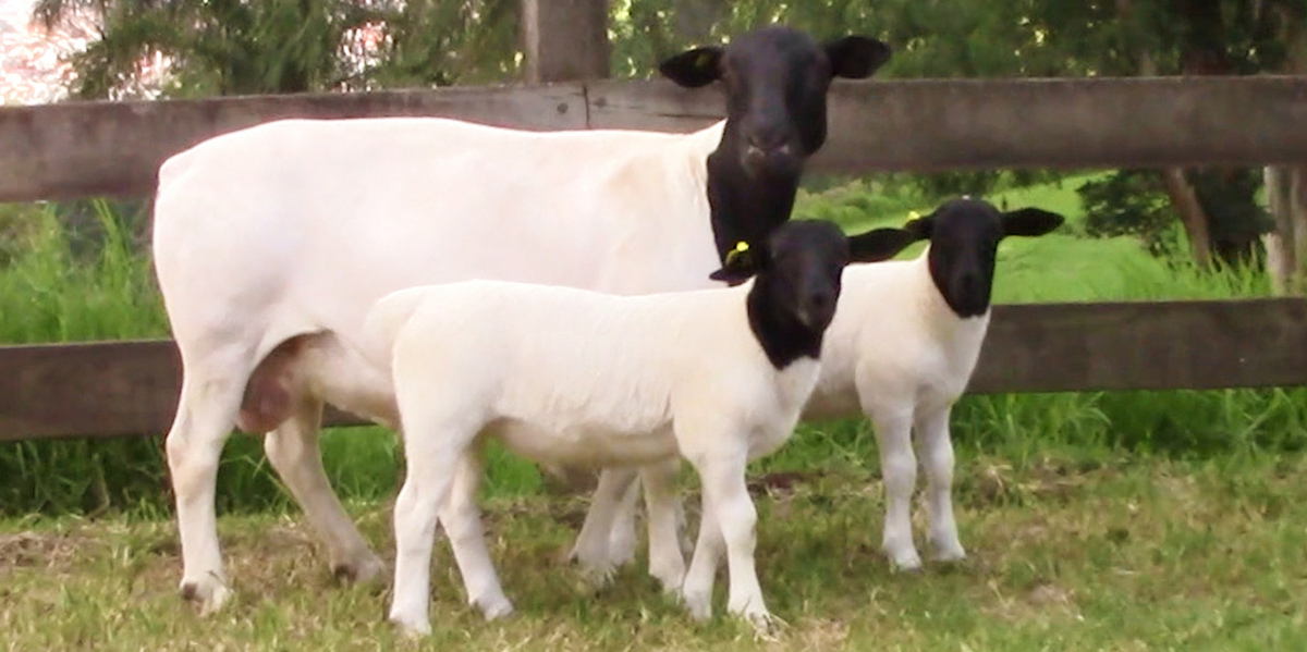 Destaque do Leilão Fazenda Alvorada, reprodutora de coloração branca e preta. Está acompanhada de dois filhos de mesma coloração.