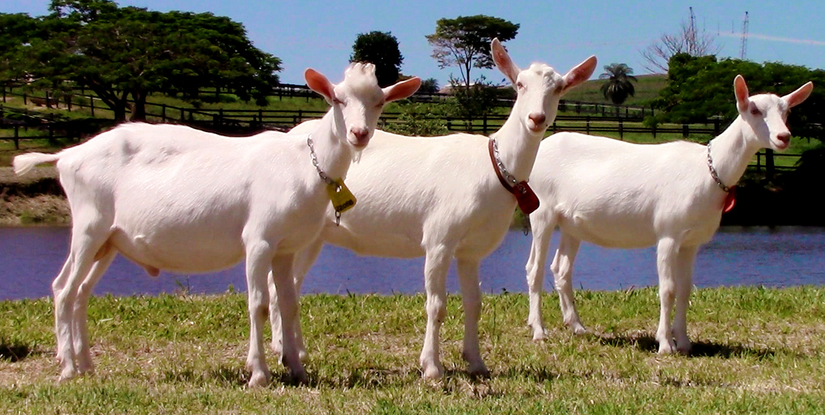 Três animais da raça Saanen, ofertados no Leilão Maripá, posicionados lateralmente na grama, em frente a um riacho. Os três são de coloração branca.