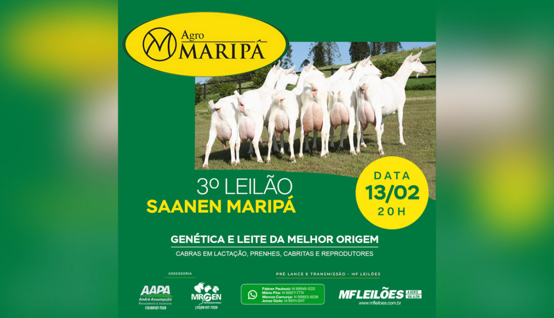 Com mercado aquecido, Agro Maripá realiza o 3º Leilão da raça Saanen