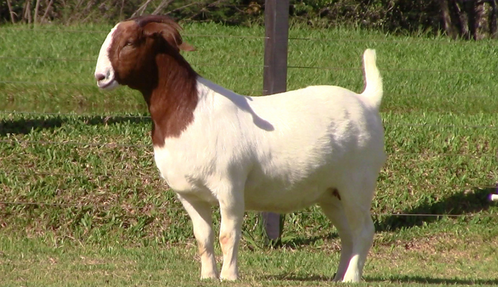Fêmea destaque do Capril JSS. É uma cabra forte com pelagem branca, cabeça de coloração avermelhada e detalhe branco na face.