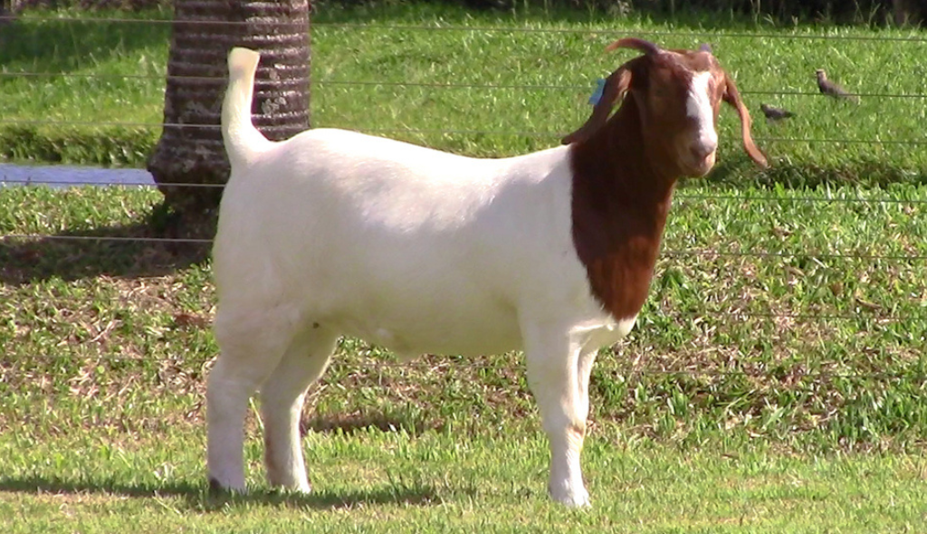 Jovem fêmea destaque no Leilão Boer JSS. Trata-se de um caprino de pelagem curta e branca, cabeça avermelhada e detalhe branco na face.