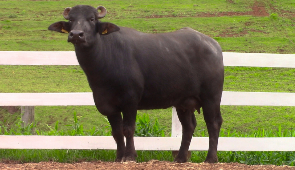 Búfala destaque no 3º Leilão Almeida Prado. Apresenta coloração marrom inteiriça, pequenos chifres, sendo bastante robusta.