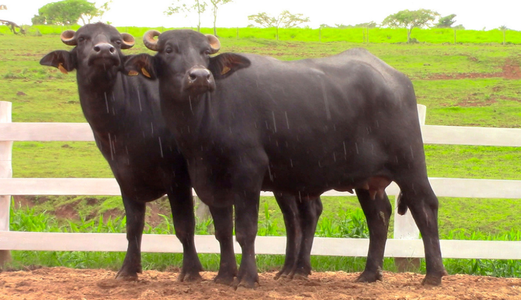 Búfalas em destaque no 3º Leilão Almeida Prado. Tratam-se de animais de coloração marrom e pequenos chifres, posicionadas lado a lado.