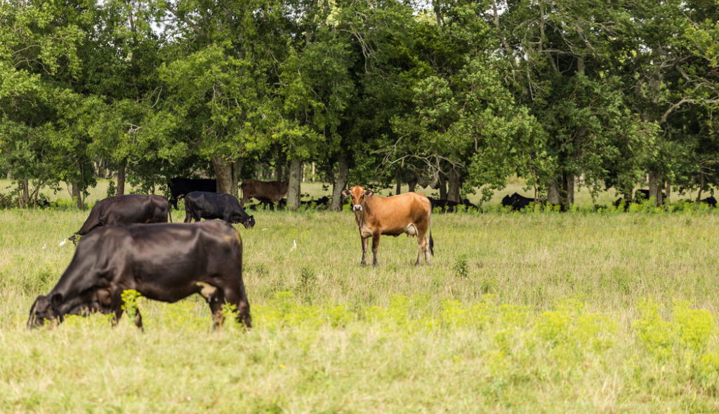 Vacas a pasto, alimentando-se. À esquerda estão cinco vacas de coloração escura, e ao centro uma vaca de cor amarronzada olhando para frente. Ao fundo, vegetação e vacas entre os arbustos.