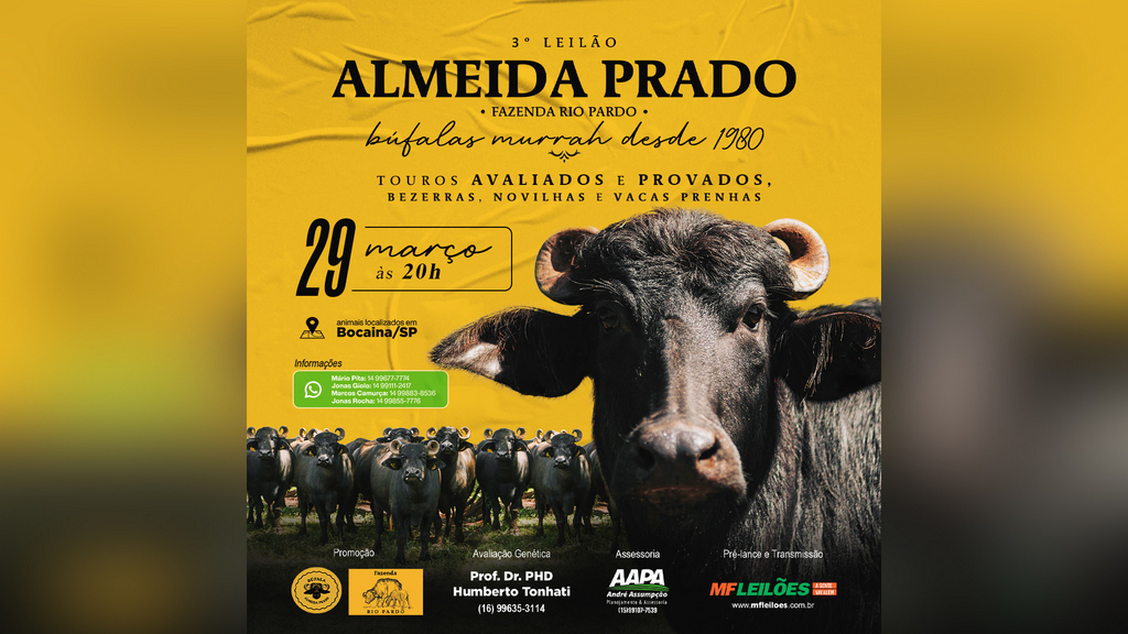 Almeida Prado realiza 3º leilão com búfalas leiteiras e machos avaliados