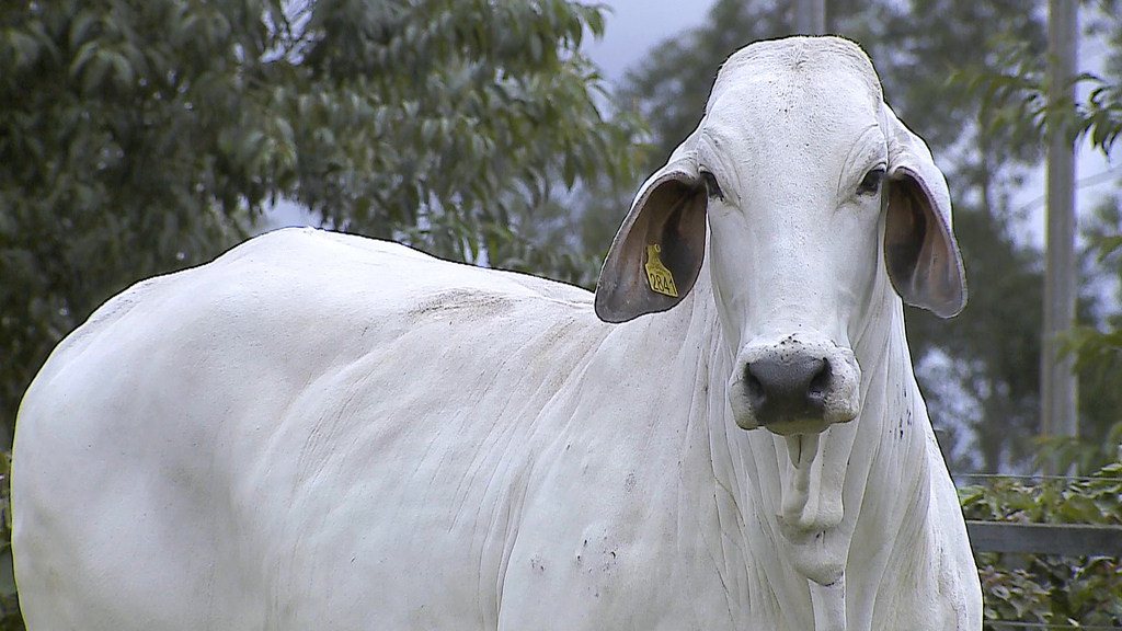 Fêmea Brahman, um dos destaques do Leilão Outono Brahman Casa Branca. O bovino possui pelagem clara e é bastante robusto.