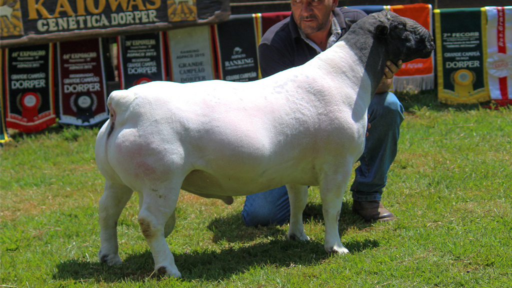 Macho destaque do Leilão Kaiowas. Trata-se de um ovino robusto, de cabeça preta e corpo de pelagem branca.