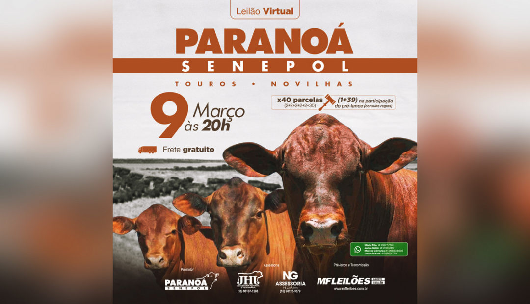 Paranoá Senepol: parceria com MF Leilões oferta touros e novilhas