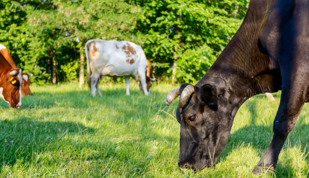 Vacas em pastejo em áreas com baixa oferta. Estão na foto 4 vacas: uma escura logo à frente, duas de coloração marrom à esquerda e outra predominantemente branca no centro.