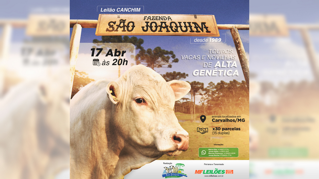 Leilão Virtual Canchim Fazenda São Joaquim oferta animais premiados da raça