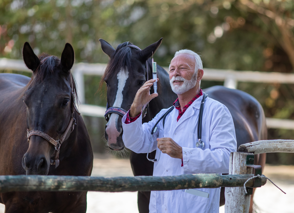 Médico veterinário manuseando seringa e pronto para administrar vacina em equinos. Atrás dele, dois cavalos de coloração marrom escura