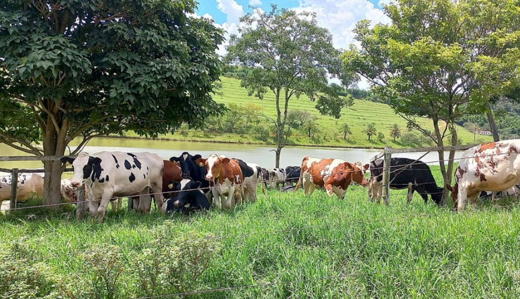 Criação de animais na Fazenda Floresta com vacas da raça Holandesa