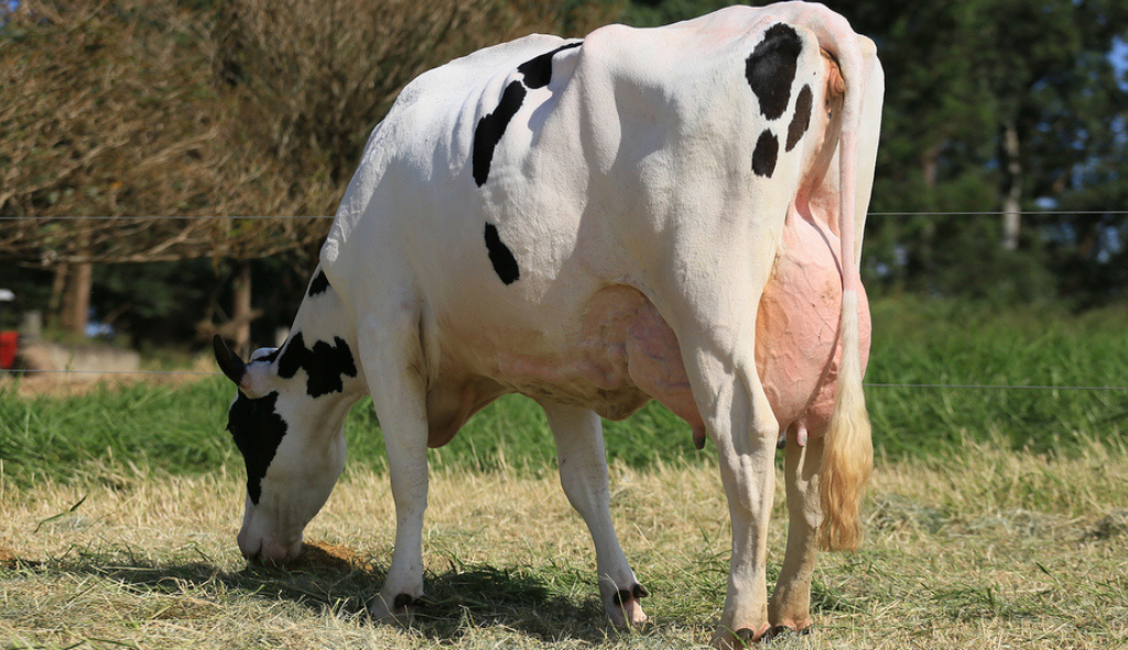 Fêmea da Fazenda Alvorada com alta produtividade leiteira, posicionada de costas, com destaque para o úbere do animal