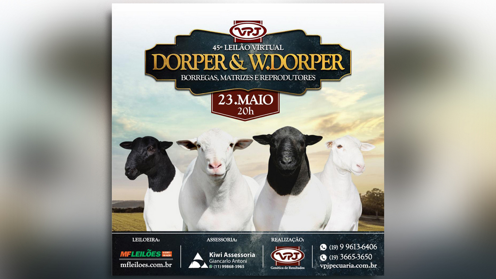 Qualidade e tradição: VPJ realiza 45º leilão de ovinos Dorper e White Dorper