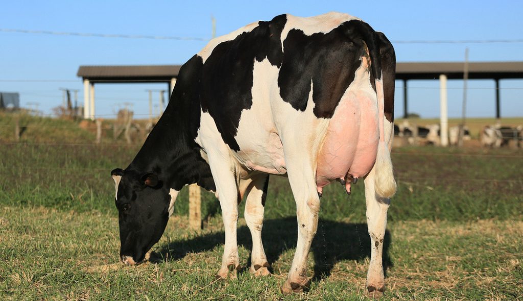 Fêmea da raça Holandesa que será ofertada no Leilão da Fazenda Triângulo. A vaca é malhada e está de costas, dando destaque ao seu úbere