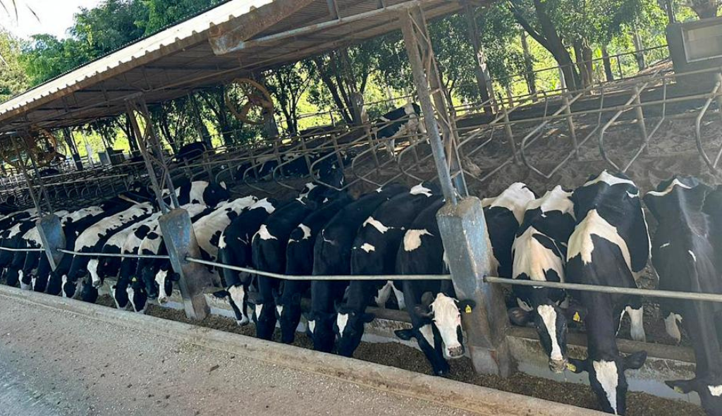 Vacas Holandesas em confinamento na Fazenda Coqueiro, em Alpinópolis/MG