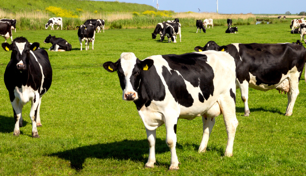 Vacas Holandesas a pasto. Os animais são malhados de branco e preto e destacam-se por sua aptidão leiteira
