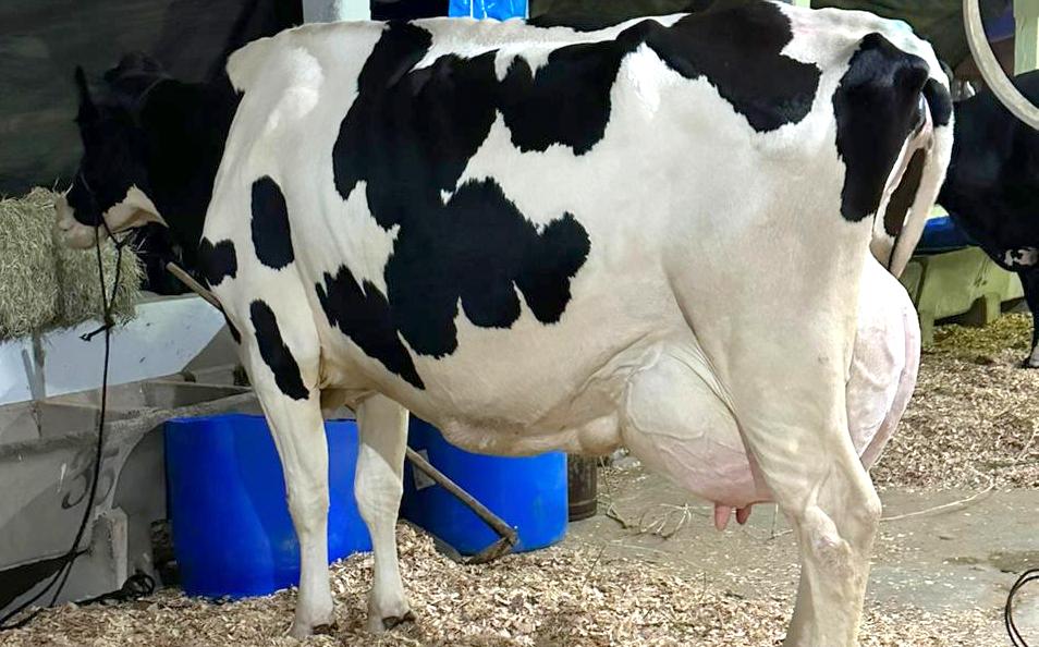Vaca brasileira quebra recorde mundial de produção de leite