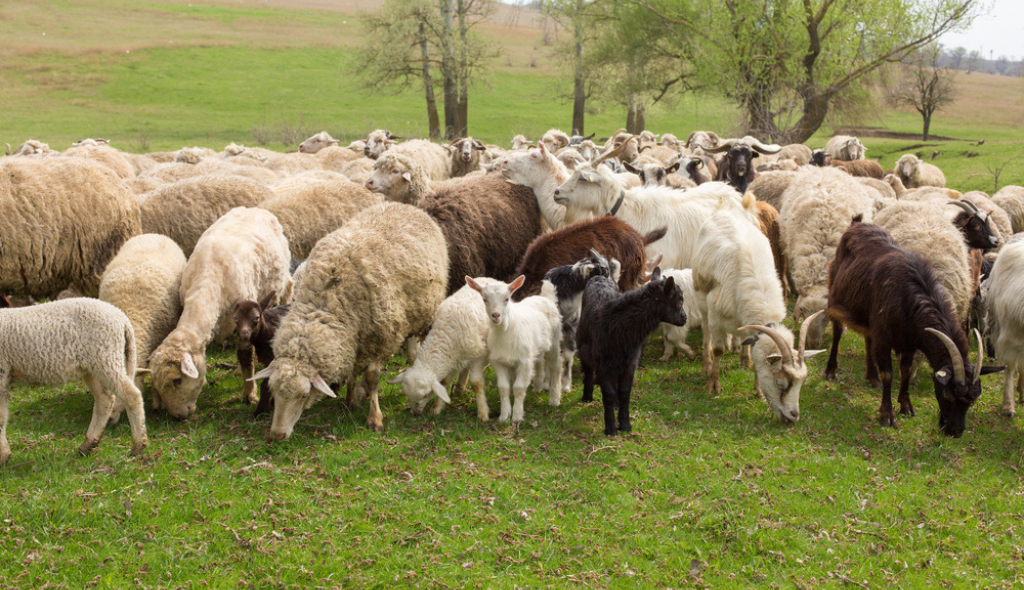 Rebanho de cabras e ovelhas juntos a campo, contendo animais de coloração clara, preta e marrom