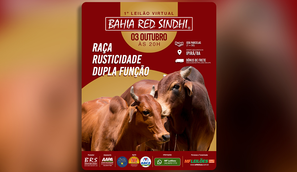 Bahia Red Sindhi realiza 1º leilão com animais rústicos, de dupla aptidão e genética de 1952