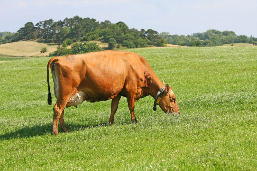 Vaca Danish Red em pastagem