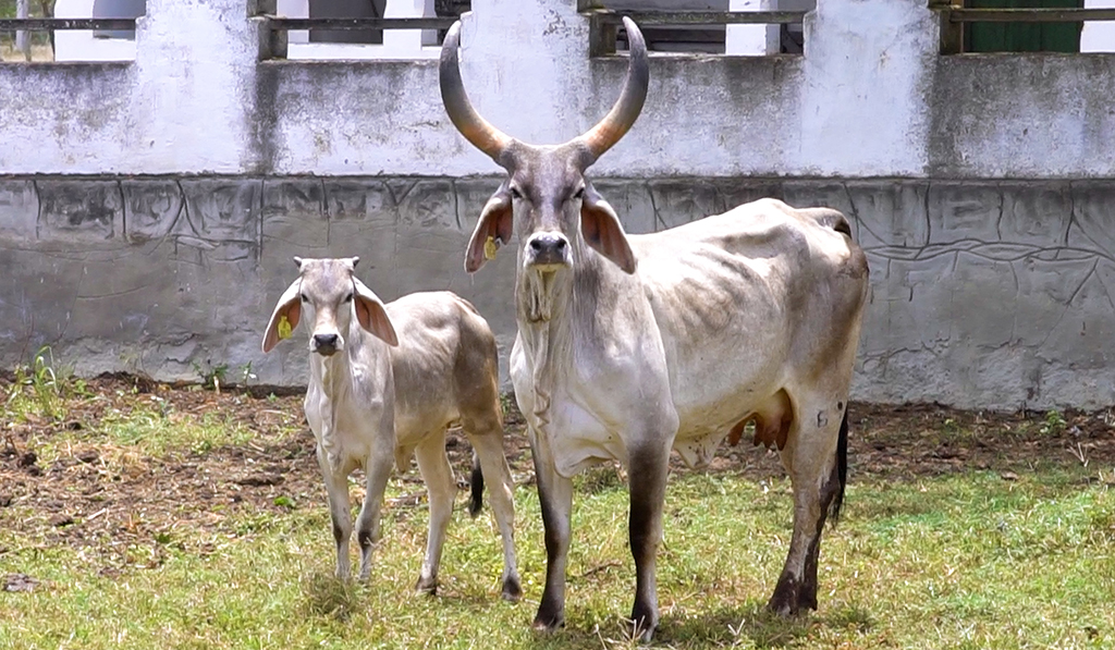 Fêmea Guzerá, destaque da Fazenda São José, acompanhada de bezerro. A fêmea representa o tipo ideal de vaca produtiva.