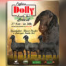 Estância Dolly oferta o melhor da raça de ovinos Santa Inês