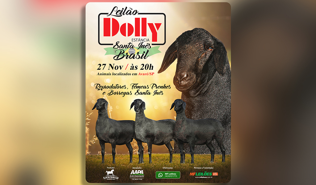 Estância Dolly oferta o melhor da raça de ovinos Santa Inês